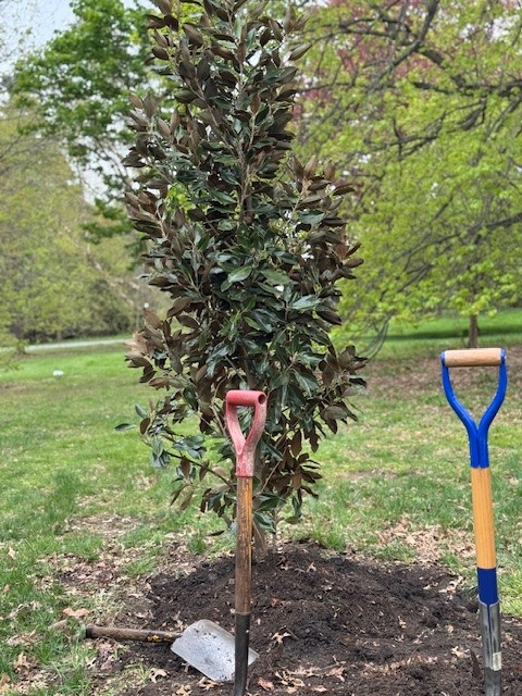 A photo of a southern magnolia tree